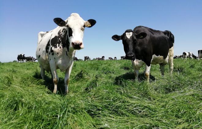 Dairy farm’s innovation drives sustainable growth